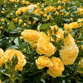 Роза флорибунда ‘Absolutely Fabulous’ (синонимы: ‘Julia Child’, ‘Anisade’)